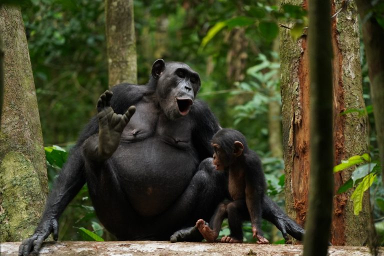 How do chimpanzees keep up a correspondence? Perhaps with ‘words.’