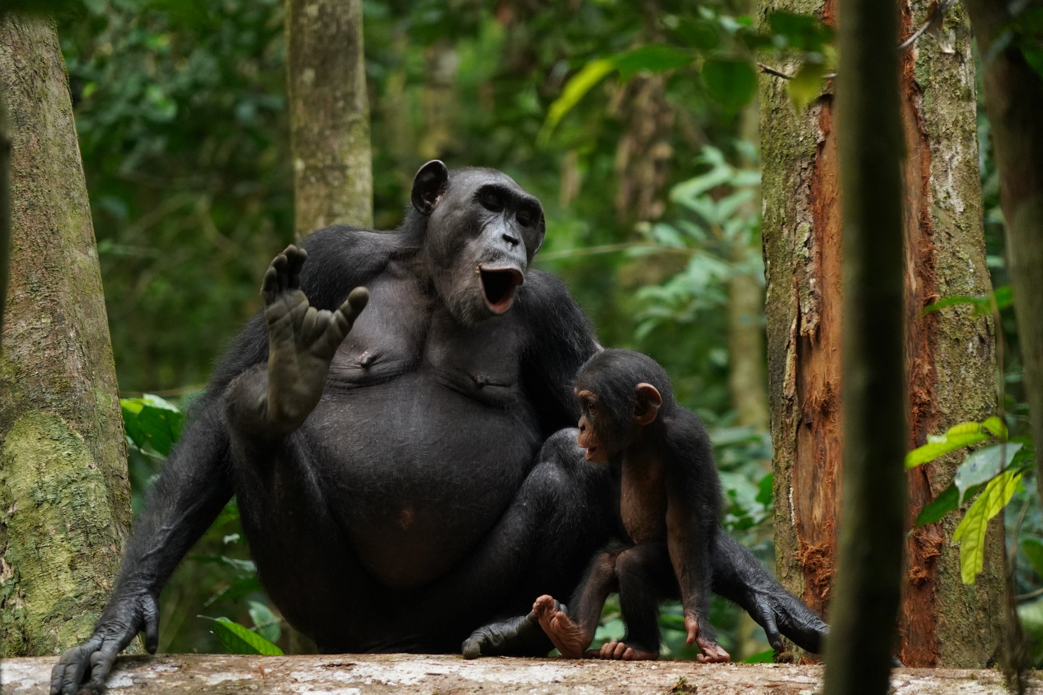 How do chimpanzees talk? Maybe with ‘words.’