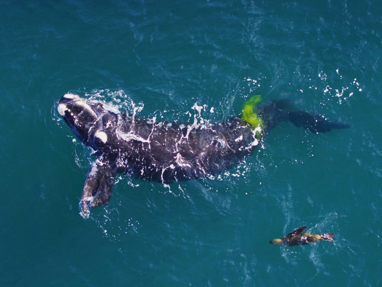 How native climate change threatens right kind whale populations