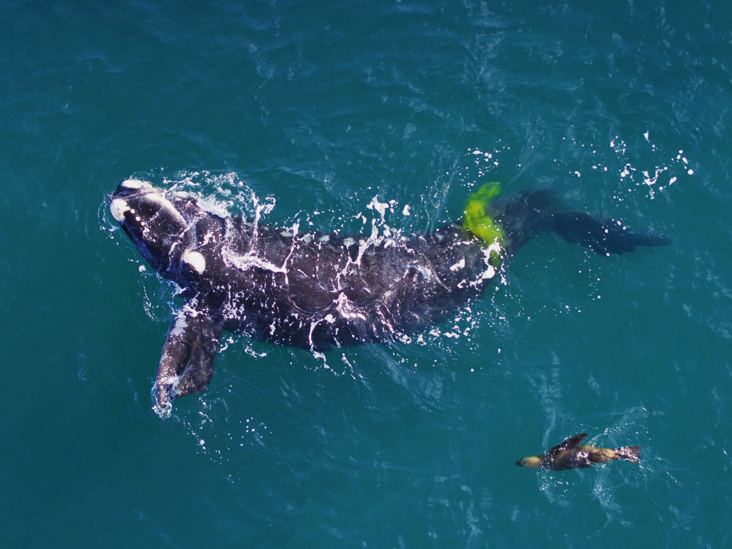 How climate change threatens right whale populations