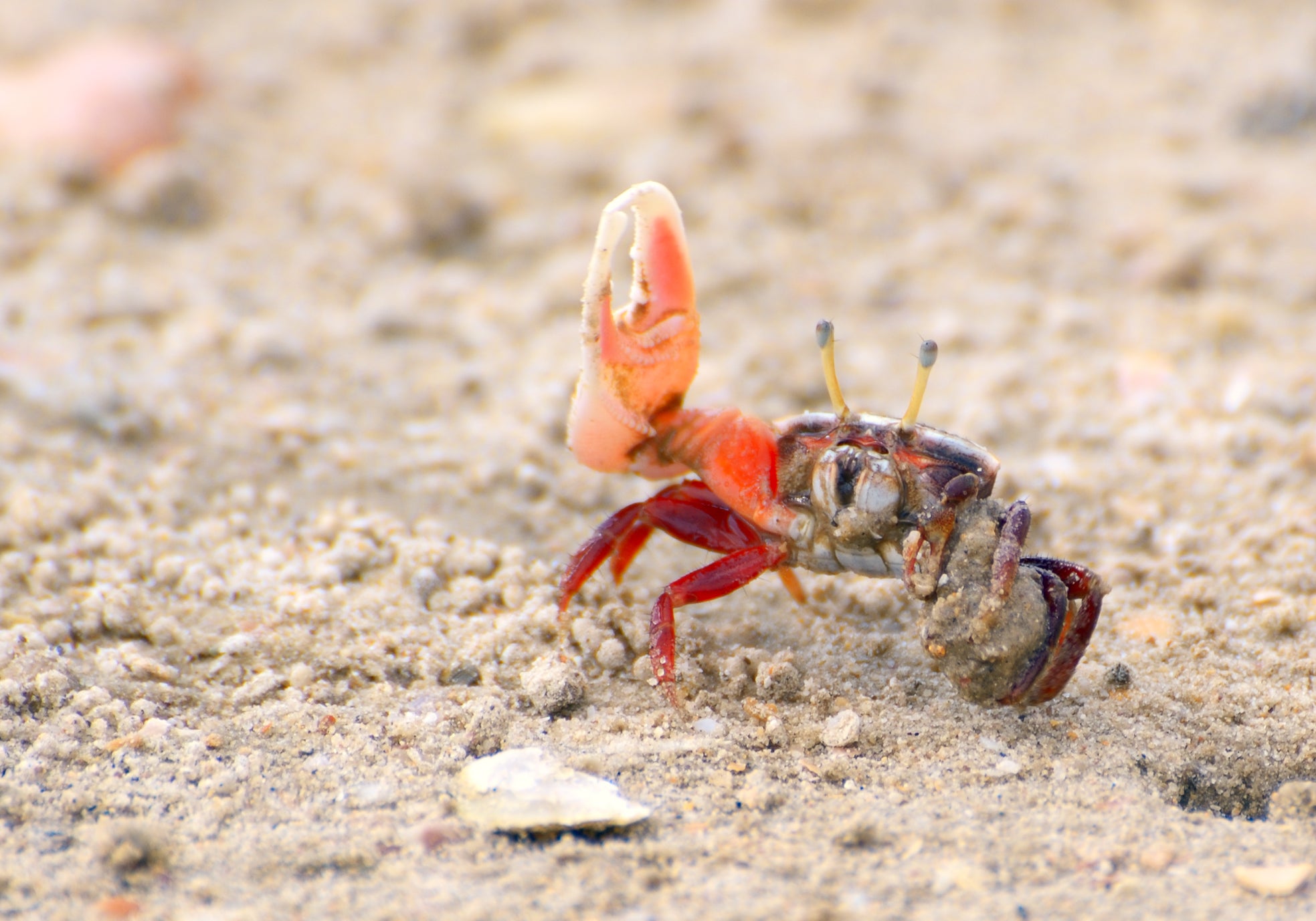 Shrimp and crabs grow giant claws with this cheap trick