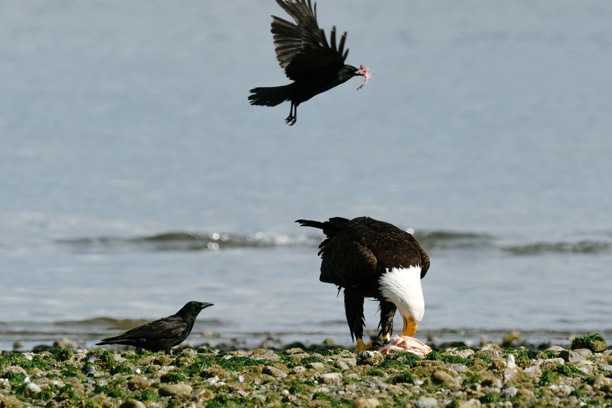 Why are crows and ravens so smart?