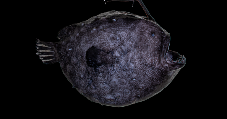 This deep-sea anglerfish dangles a ‘disco ball’ to attract in prey