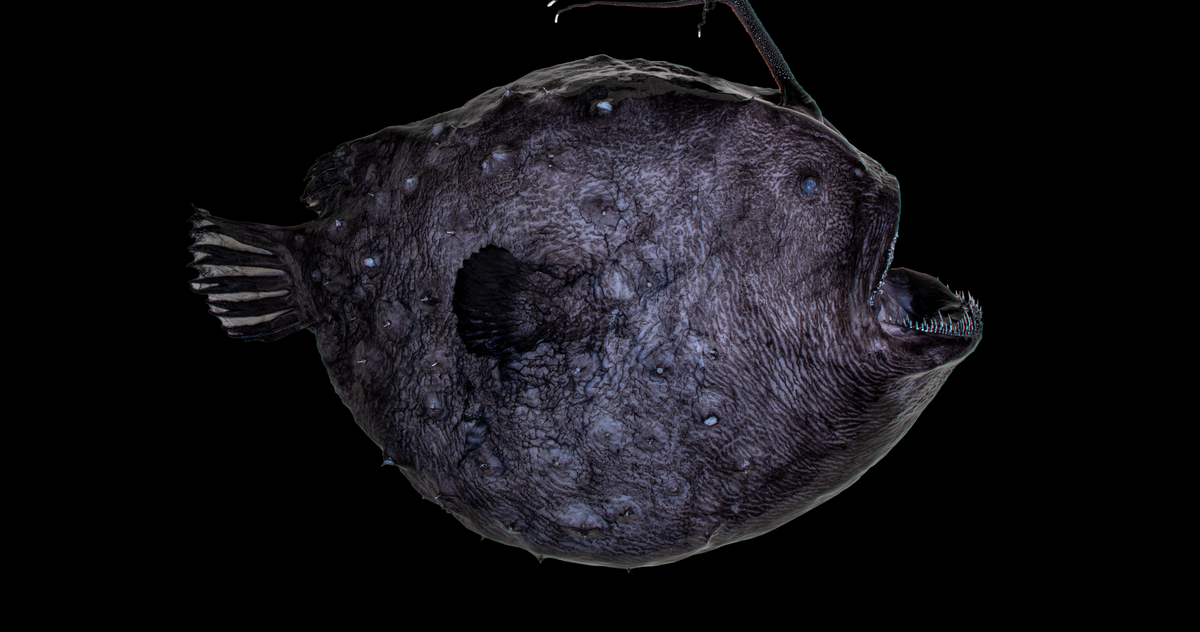 This deep-sea anglerfish dangles a ‘disco ball’ to draw in prey