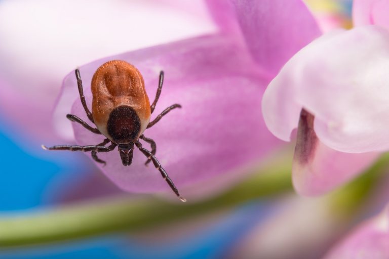 Can deer ticks be genetically changed to be more secure?