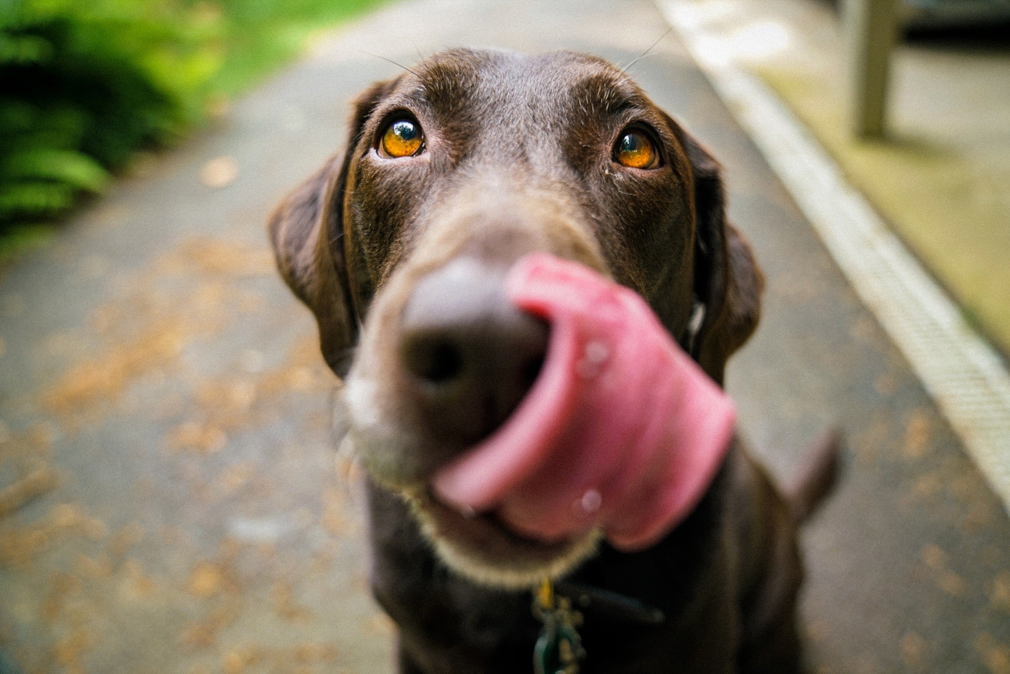 The power (and evolution) behind your dog’s ‘puppy eyes’