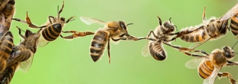 Do we nevertheless want to save the bees?