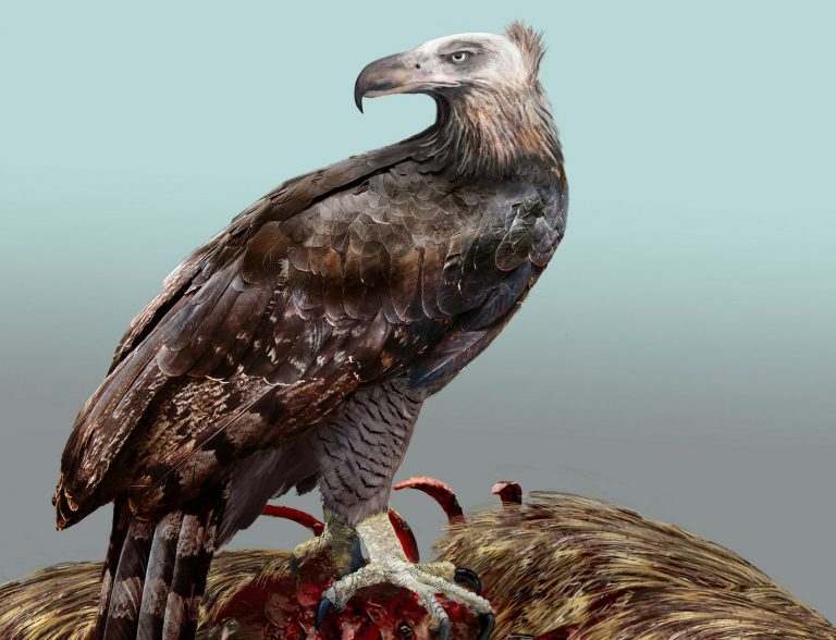 Largest identified eagle acted like a vulture