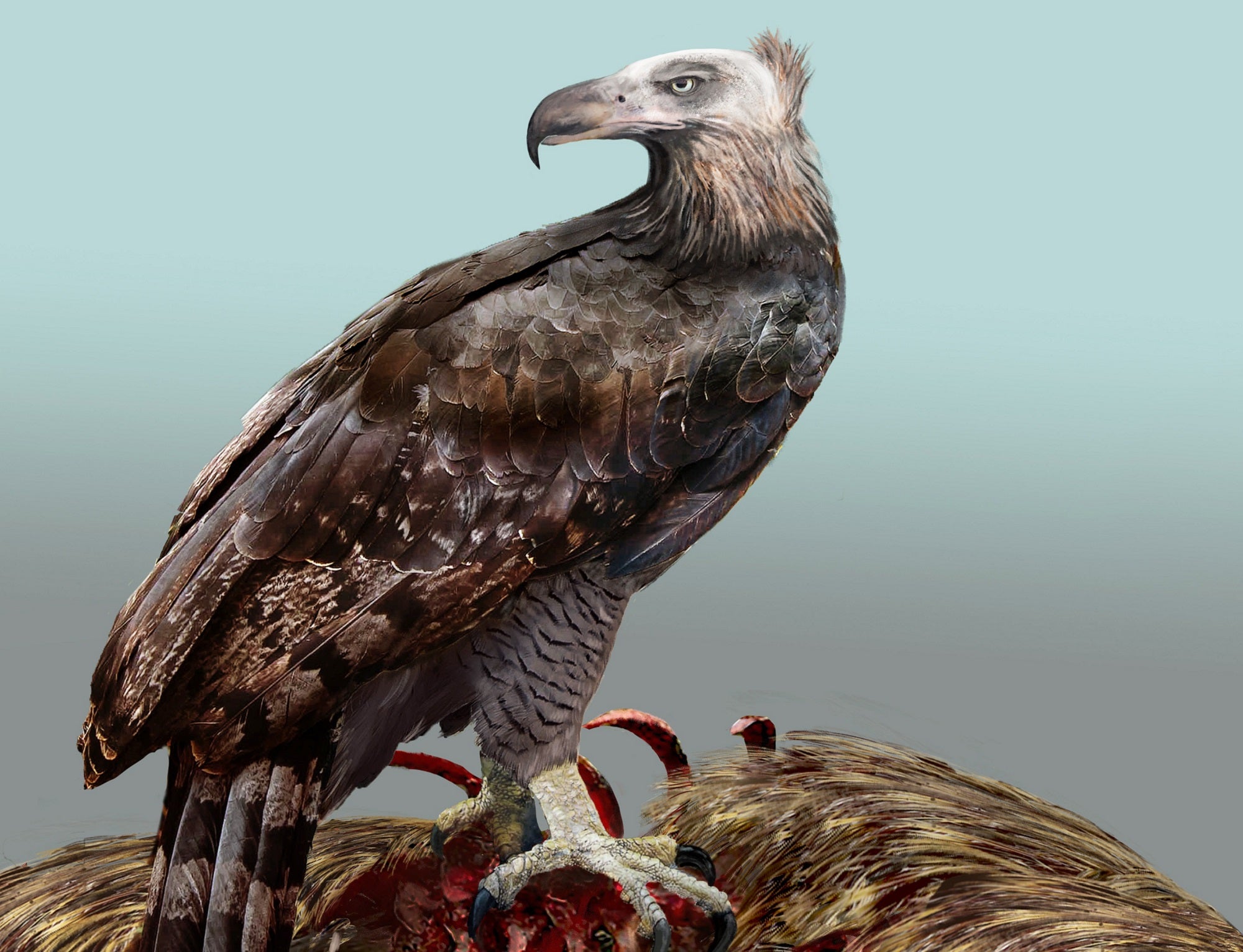 Biggest known eagle acted like a vulture