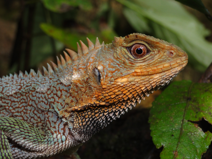 Meet this gorgeous, newly-discovered Andean lizard