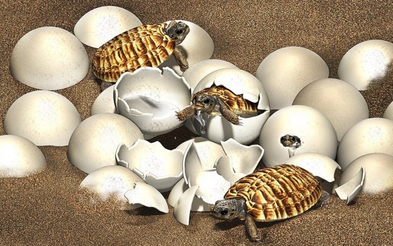 Ancient fossilized turtle egg came upon with embryo intact