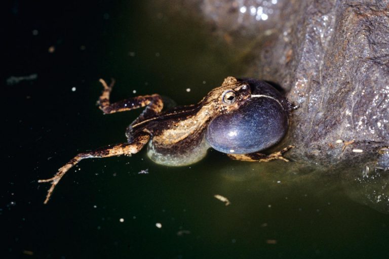 Frog foam would possibly underpin next-generation of skincare