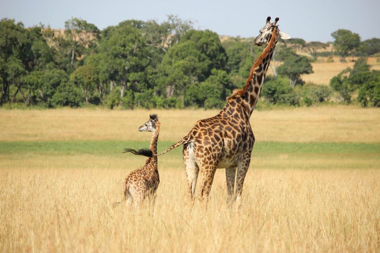 Giraffes rely on matriarchs for a healthy herd