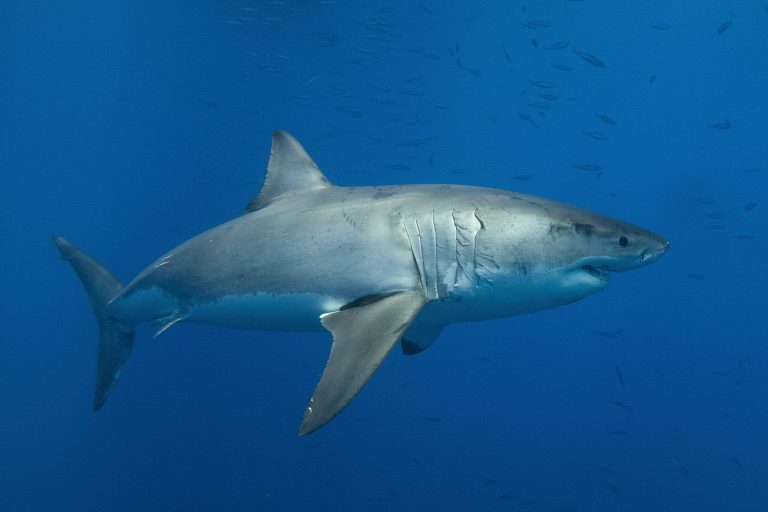 Great white sharks attack other people on account of poor vision