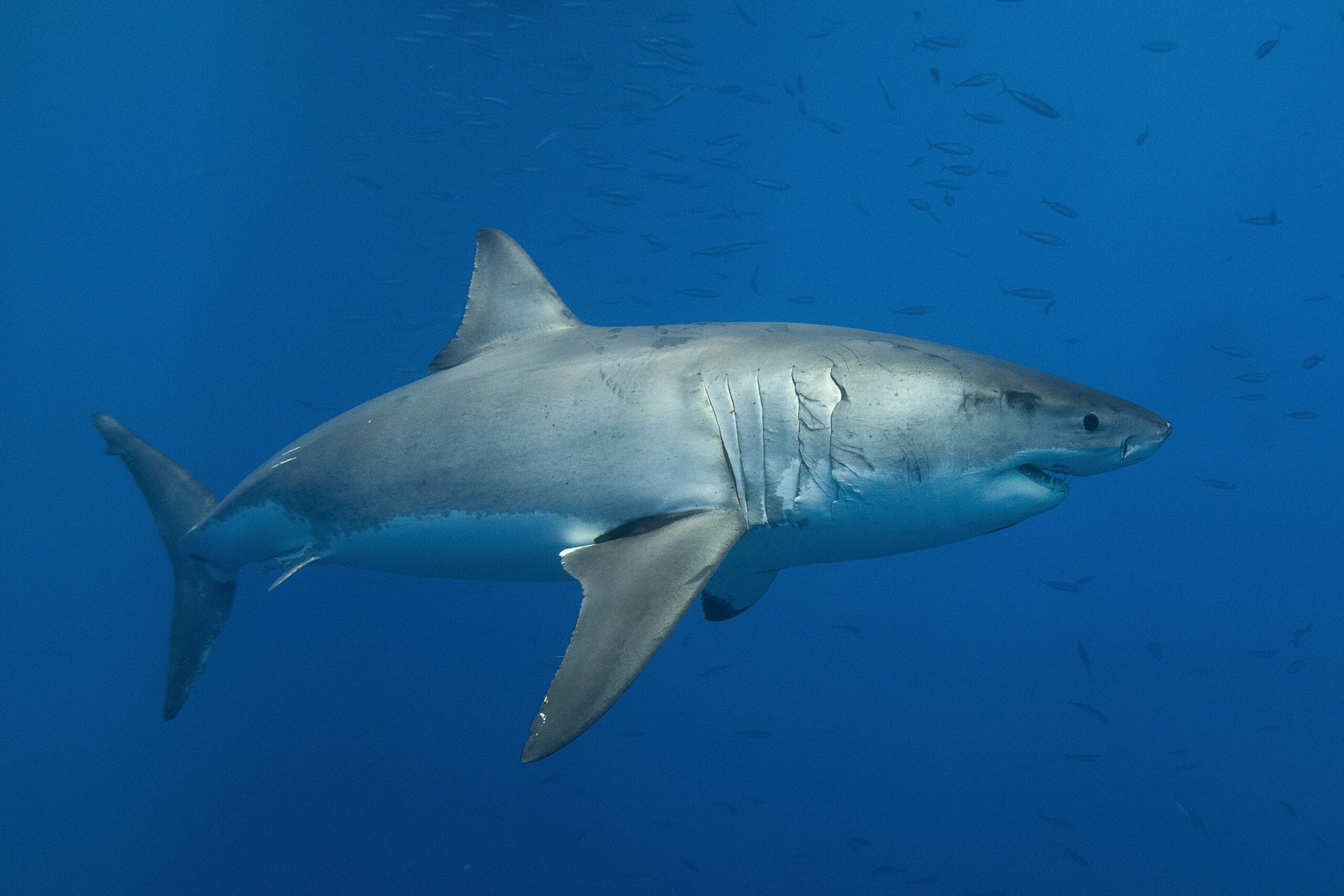 Great white sharks attack humans due to poor vision