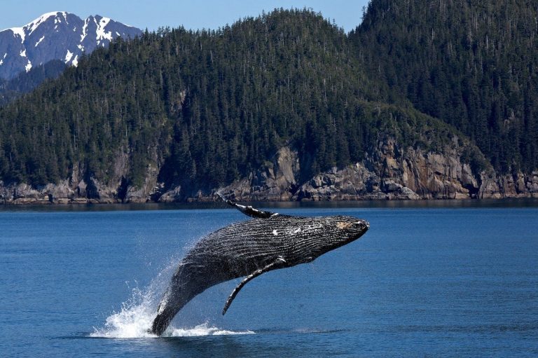 Humpback whale ‘megapod’ noticed close to Australia