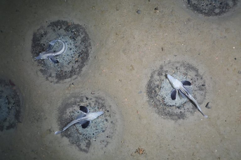 What’s an icefish? An Antarctic discovery finds extra.