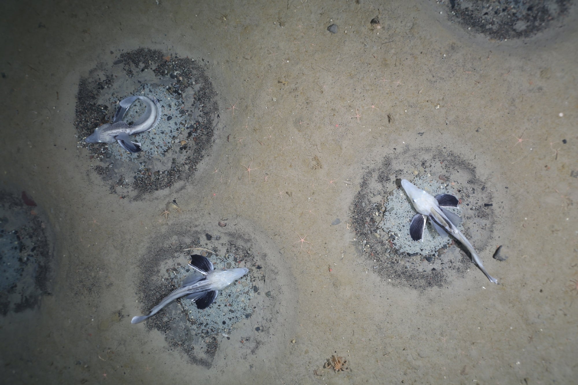 What is an icefish? An Antarctic discovery reveals more.