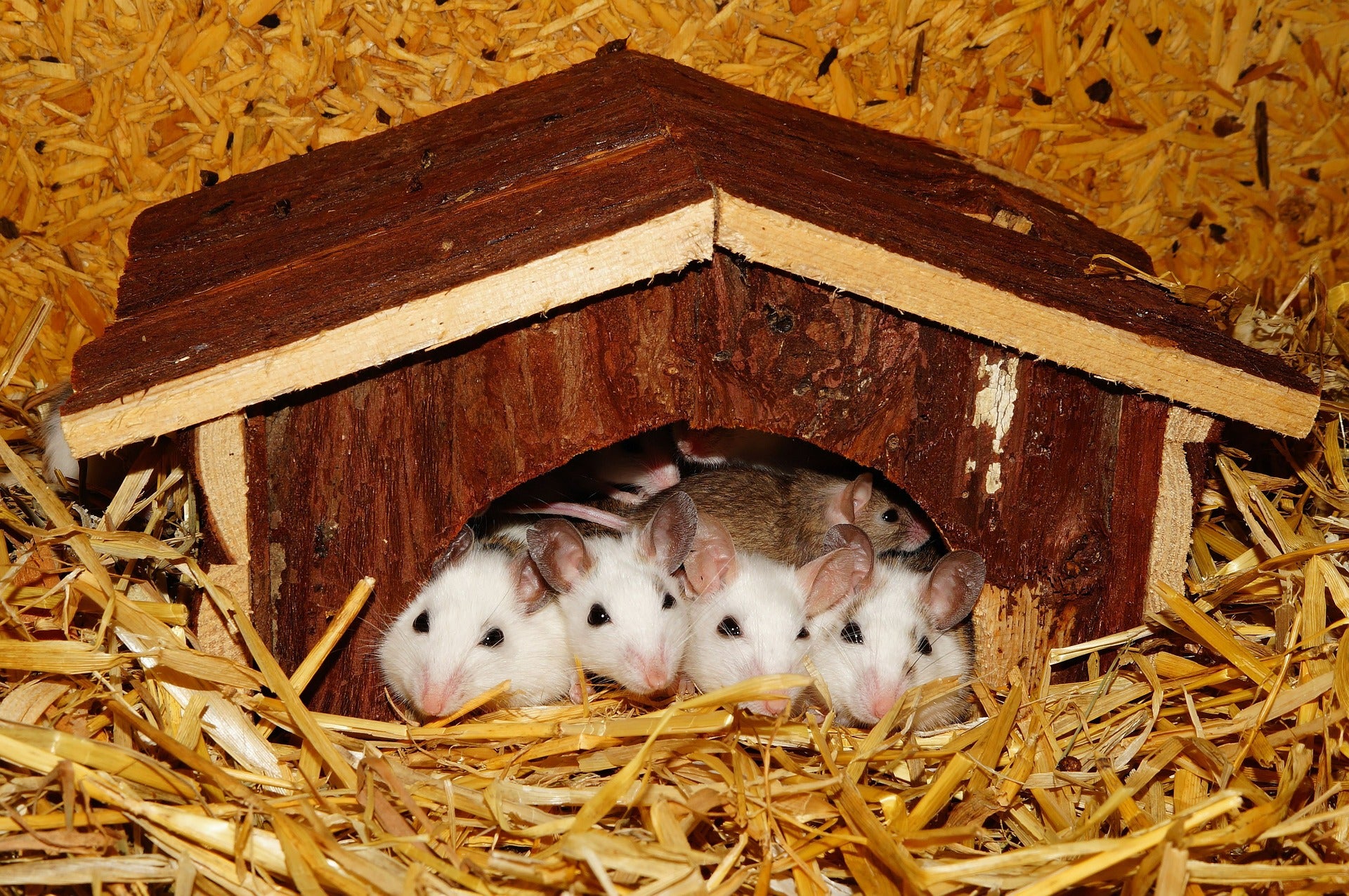 Young mice learn to parent by babysitting