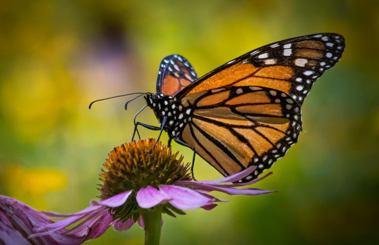 Western monarch numbers rose, however is that excellent information?