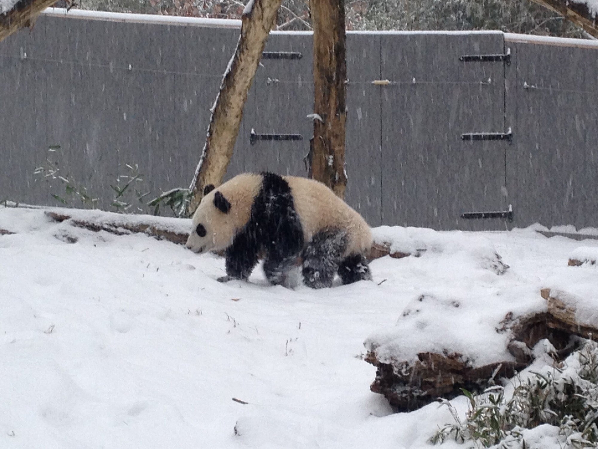 Videos of DC zoo animals playing in the snow