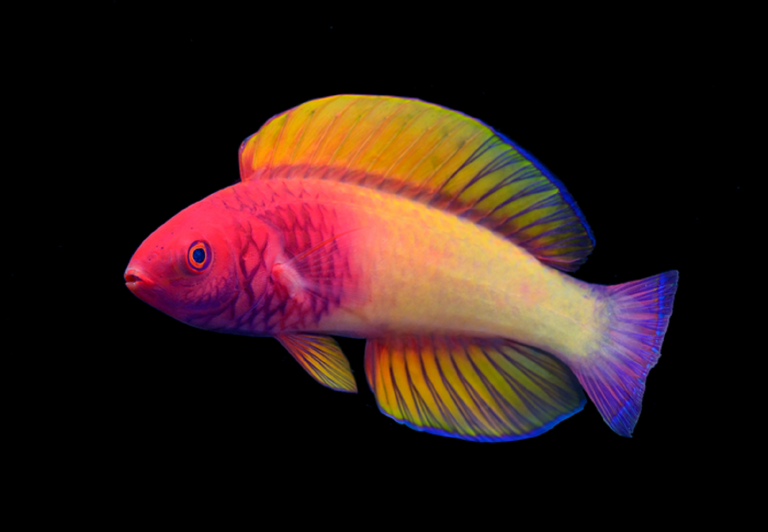 Rose-veiled fairy wrasse fish recognized as new species