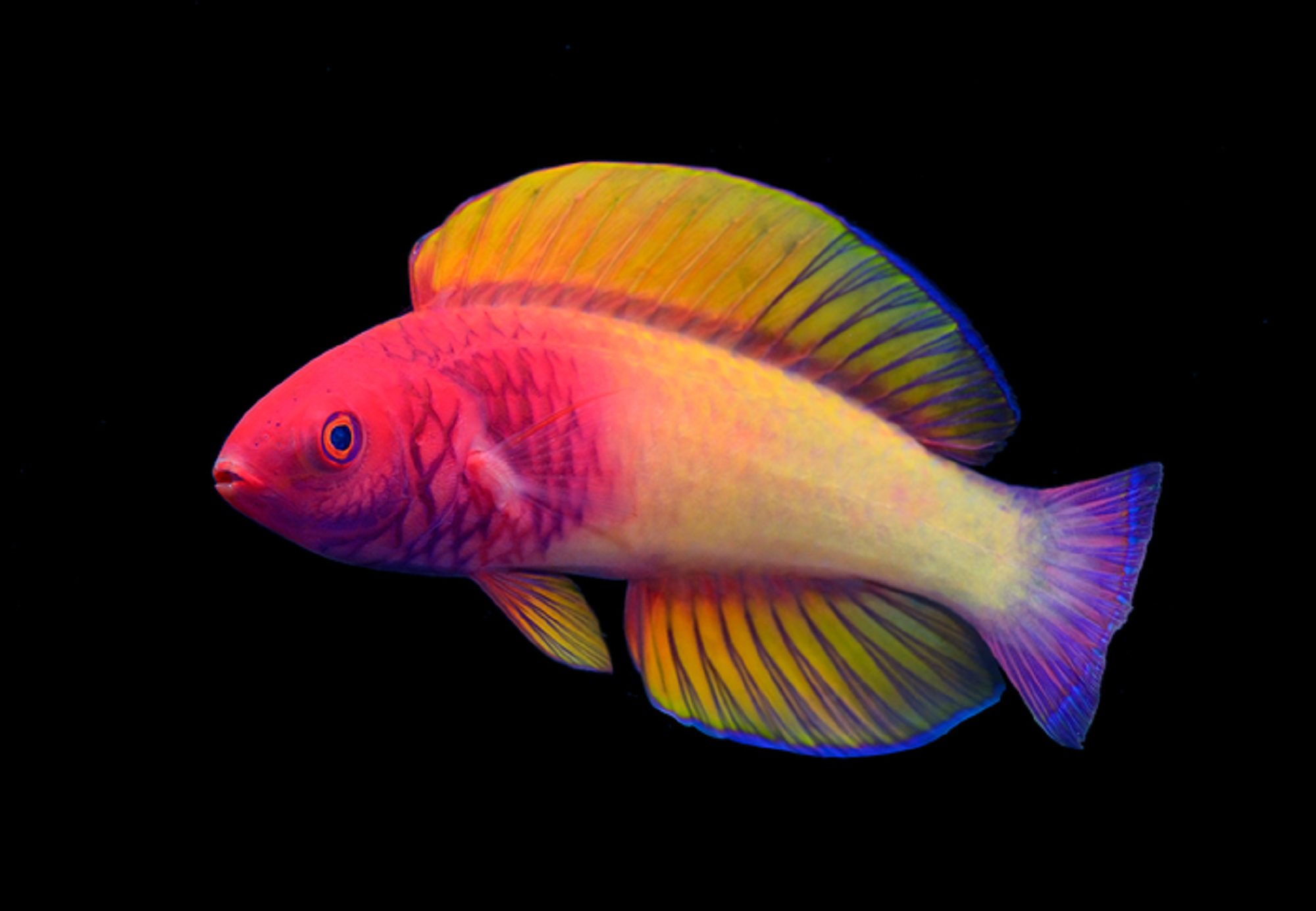 Rose-veiled fairy wrasse fish identified as new species