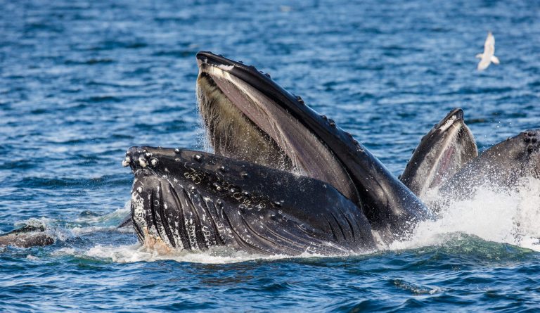 This ‘oral plug’ is helping baleen whales gulp down large foods with out choking