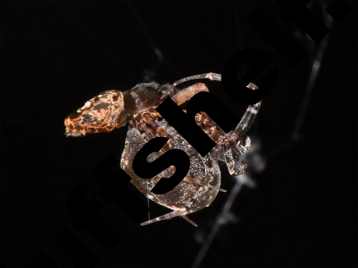 These male spiders leap off mates to avoid cannibalism