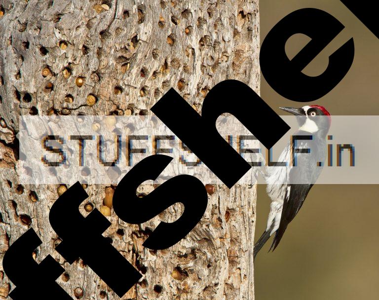 Why polygamy helps acorn woodpeckers in spite of everything