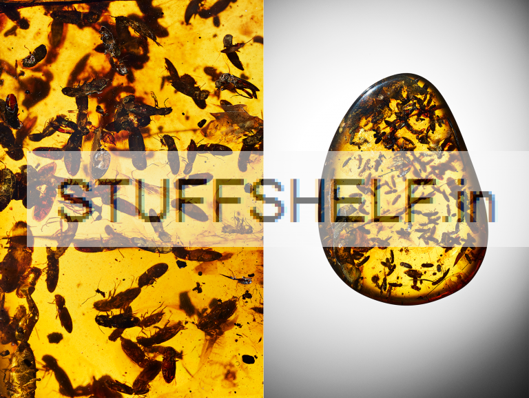 11 detailed pictures of amber fossils from AMNH