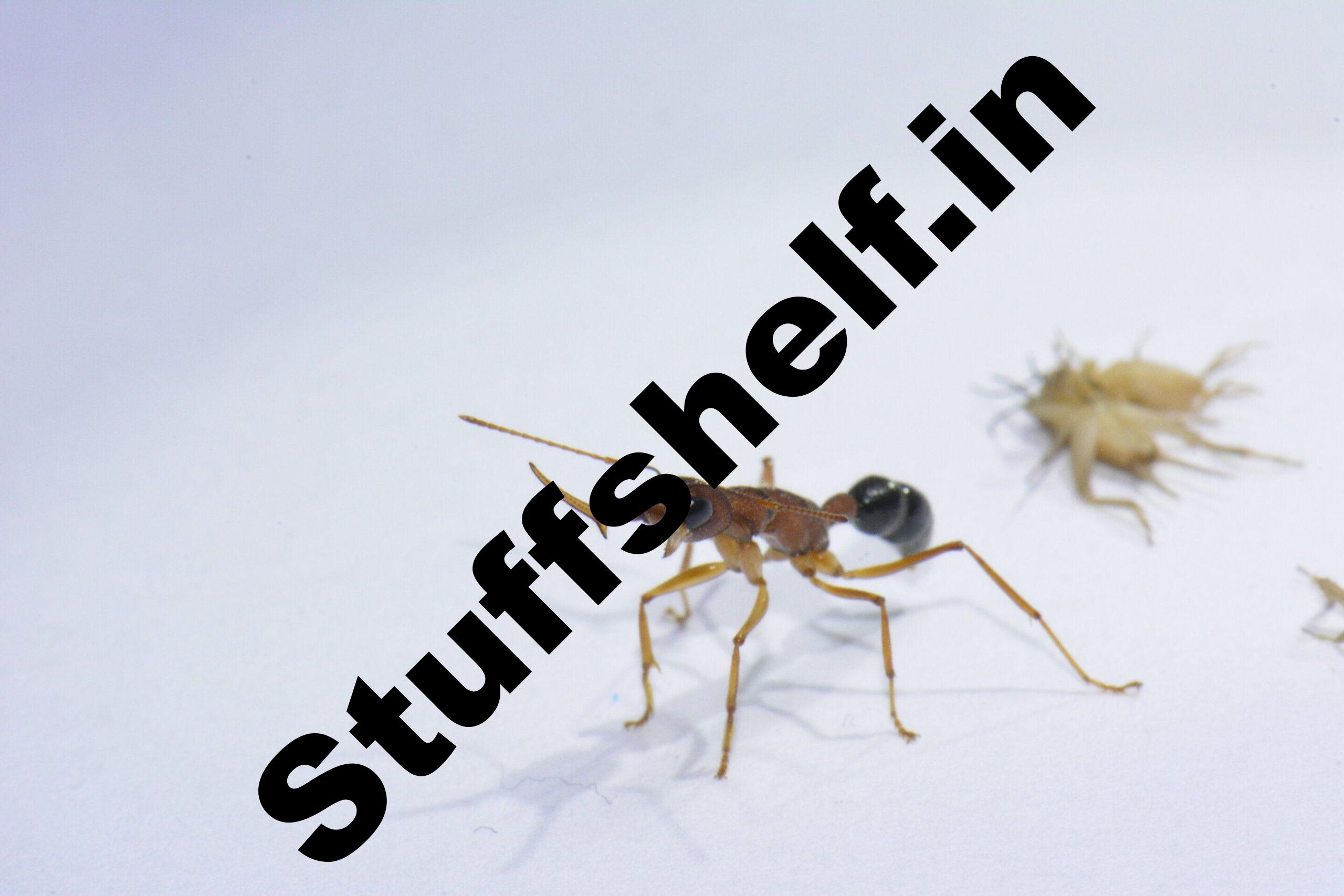 A single protein can turn a worker ant into a queen