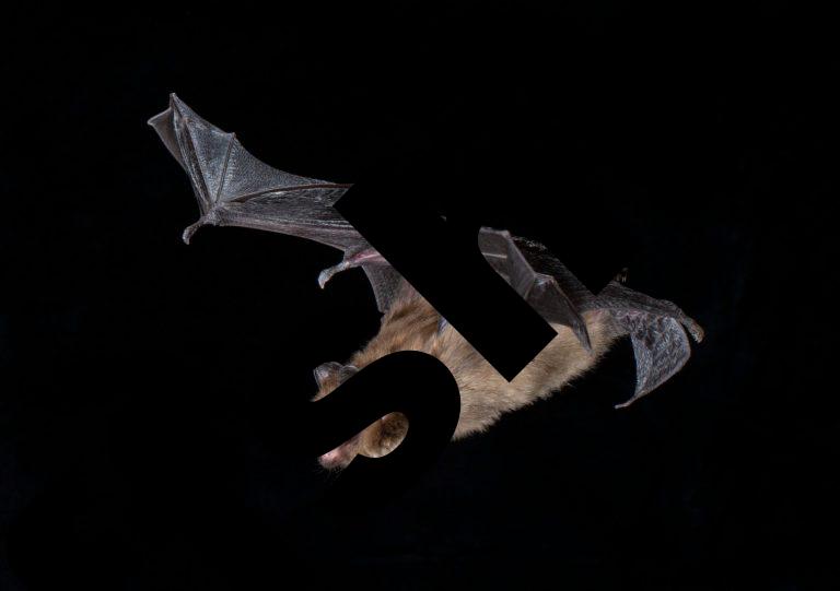 Bats are masters of echolocation as a result of their incredible inside of ears