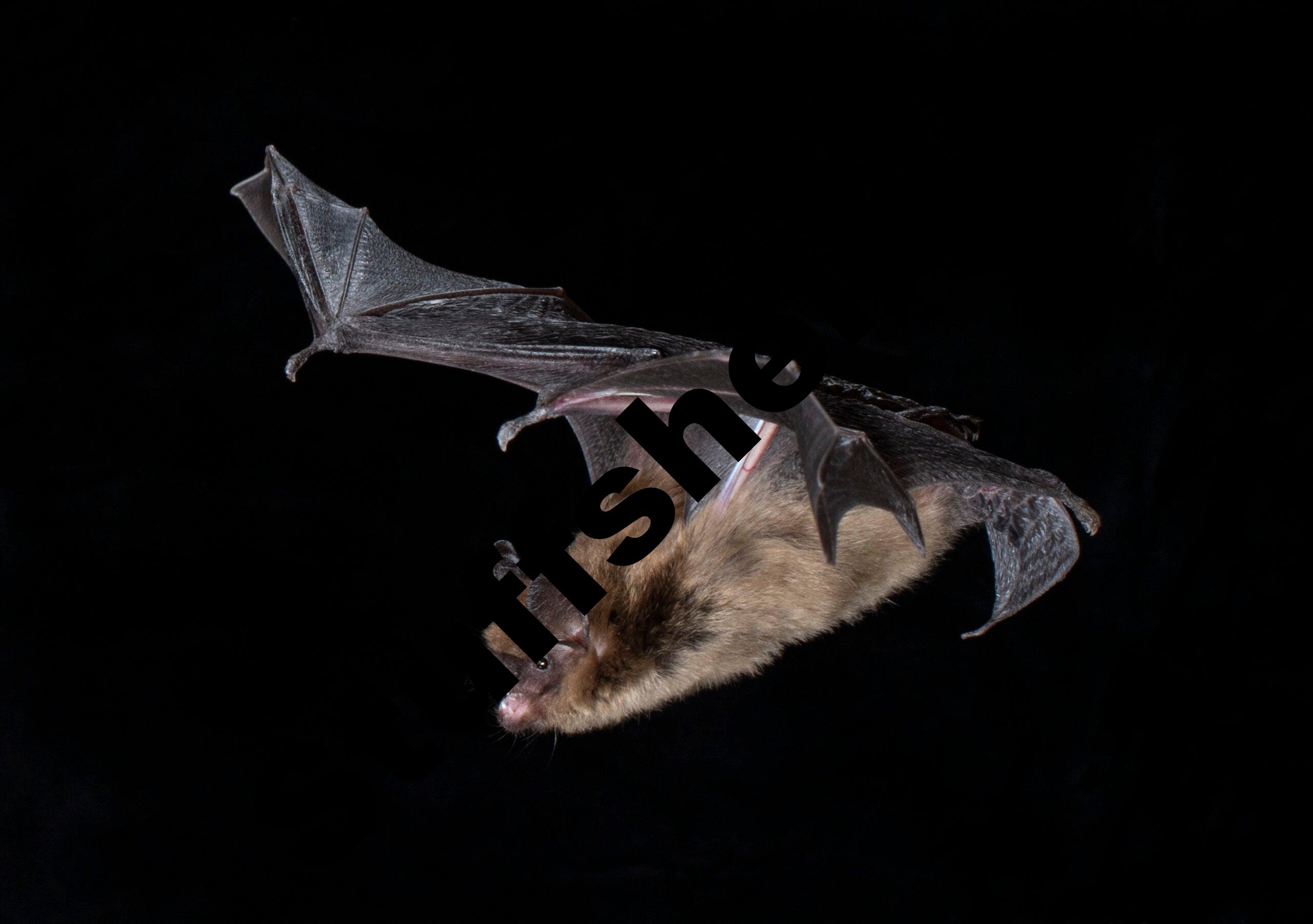 Bats are masters of echolocation thanks to their incredible inner ears