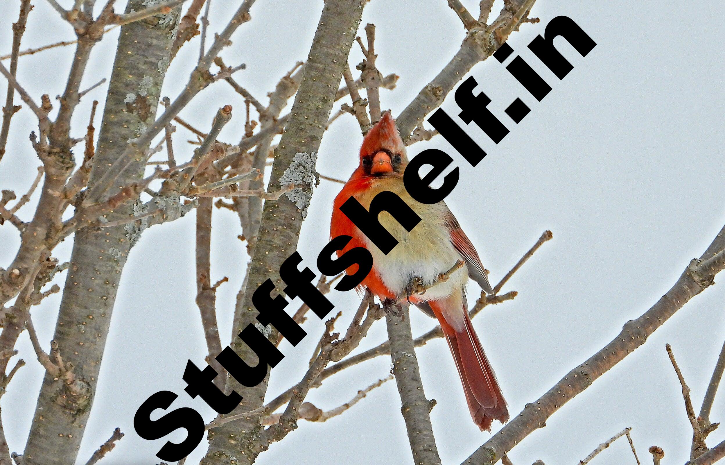 Northern cardinal bird facts everyone should know