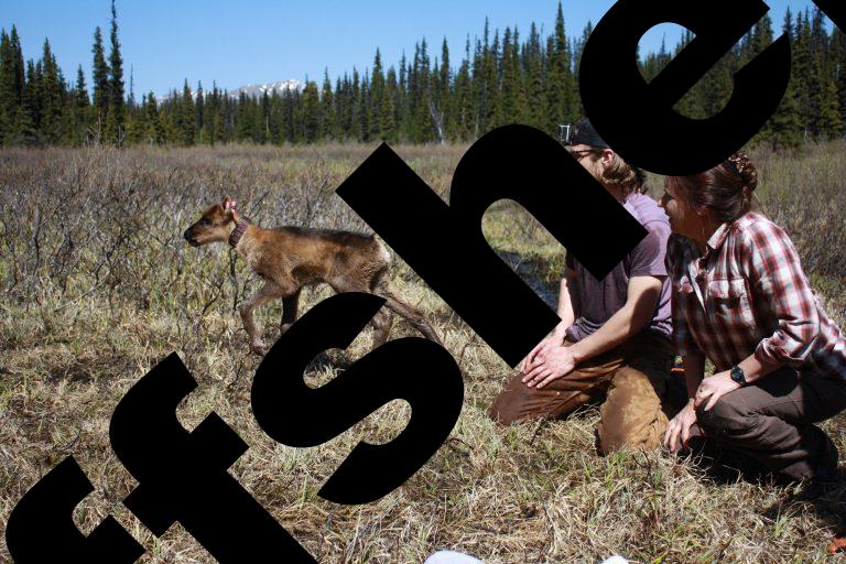 First International locations lead a success caribou restoration challenge