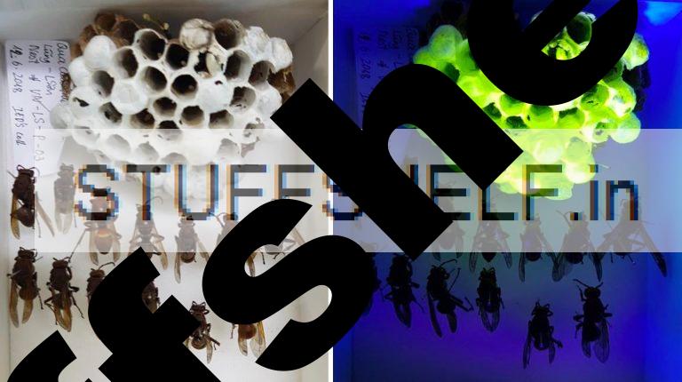 Paper wasp nests disguise a fluorescent glow