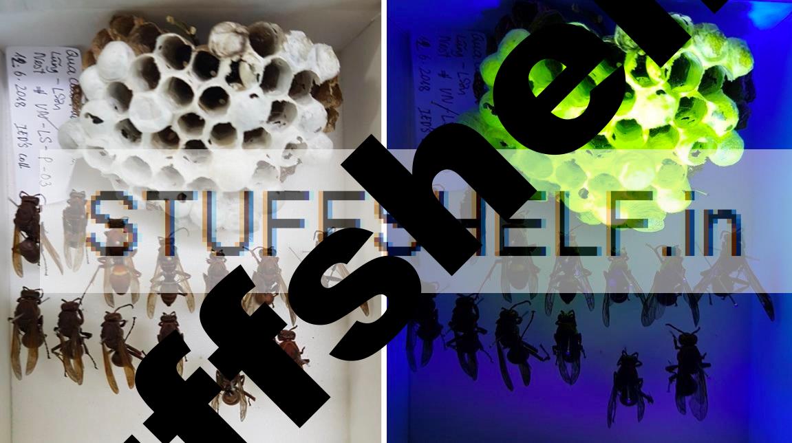 Paper wasp nests conceal a fluorescent glow