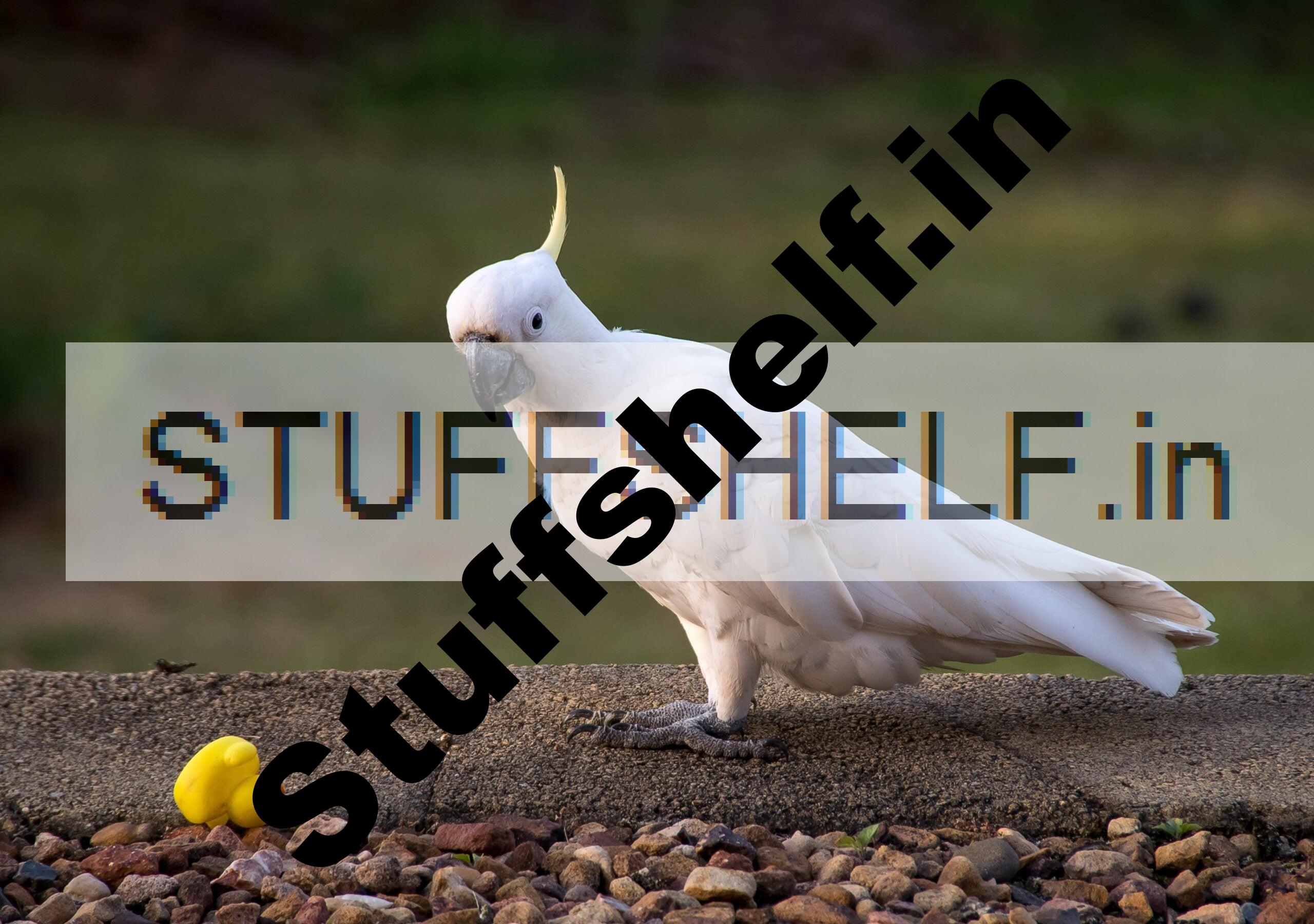 Australian cockatoos are teaching each other to open trash cans