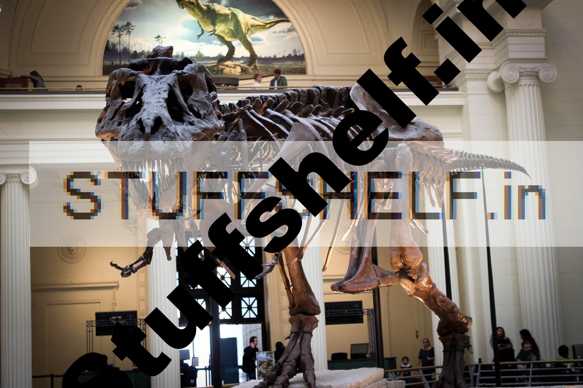 Is T. rex really three different species? There’s debate.