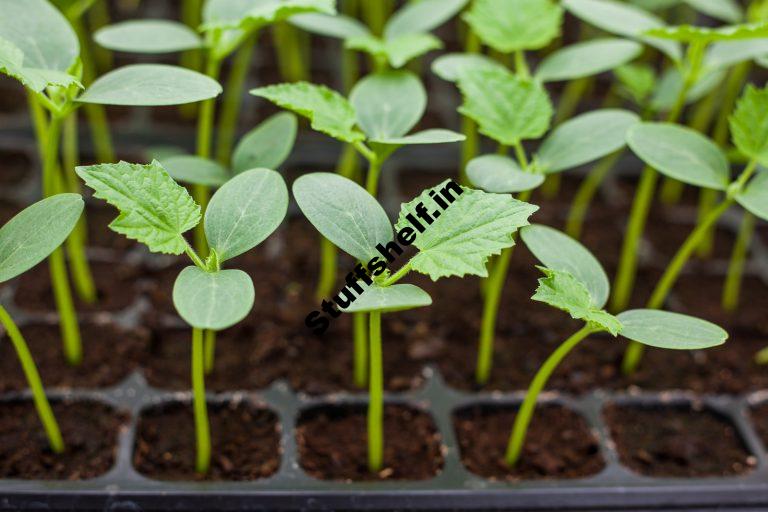 When to Plant Cucumbers Harvest to Table