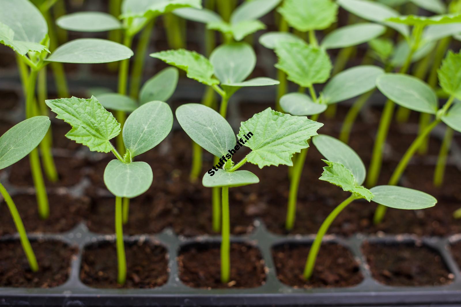 When to Plant Cucumbers – Harvest to Table