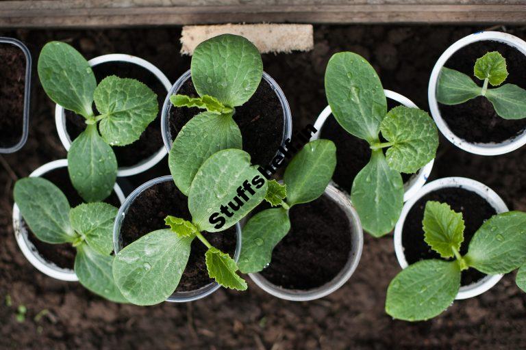 When to Plant Pumpkins Harvest to Table