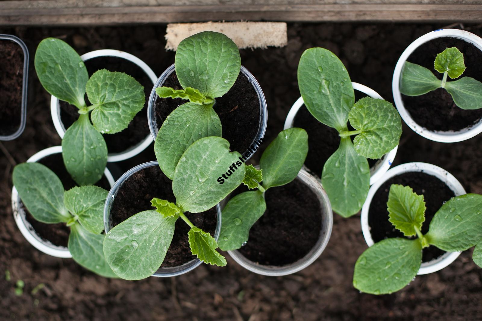 When to Plant Pumpkins Harvest to Table