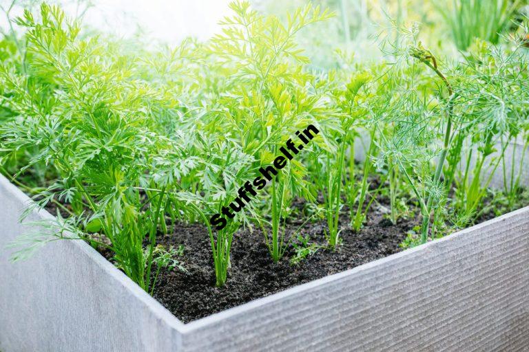 Crops for Shallow Raised Bed on a Patio or Balcony