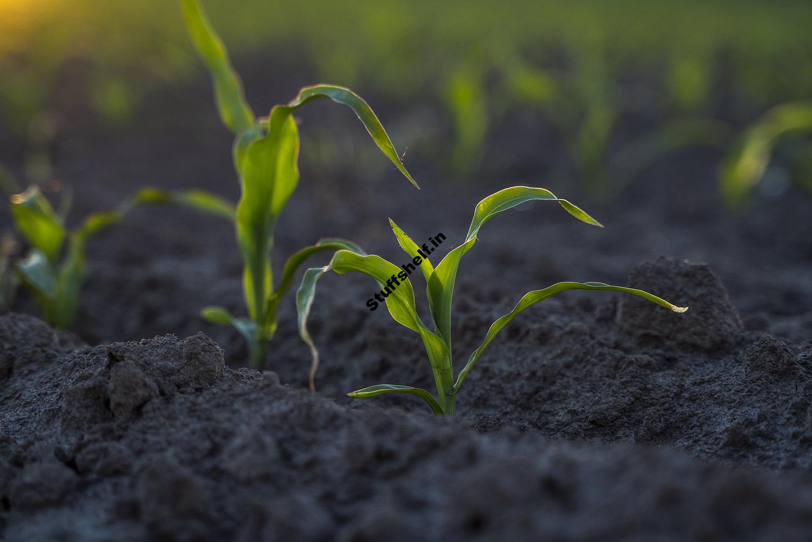 When to Plant Sweet Corn