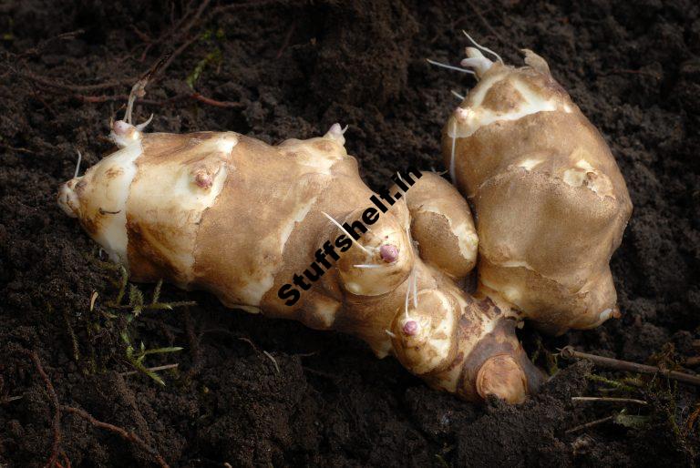 When to Plant Jerusalem Artichokes Sunchokes