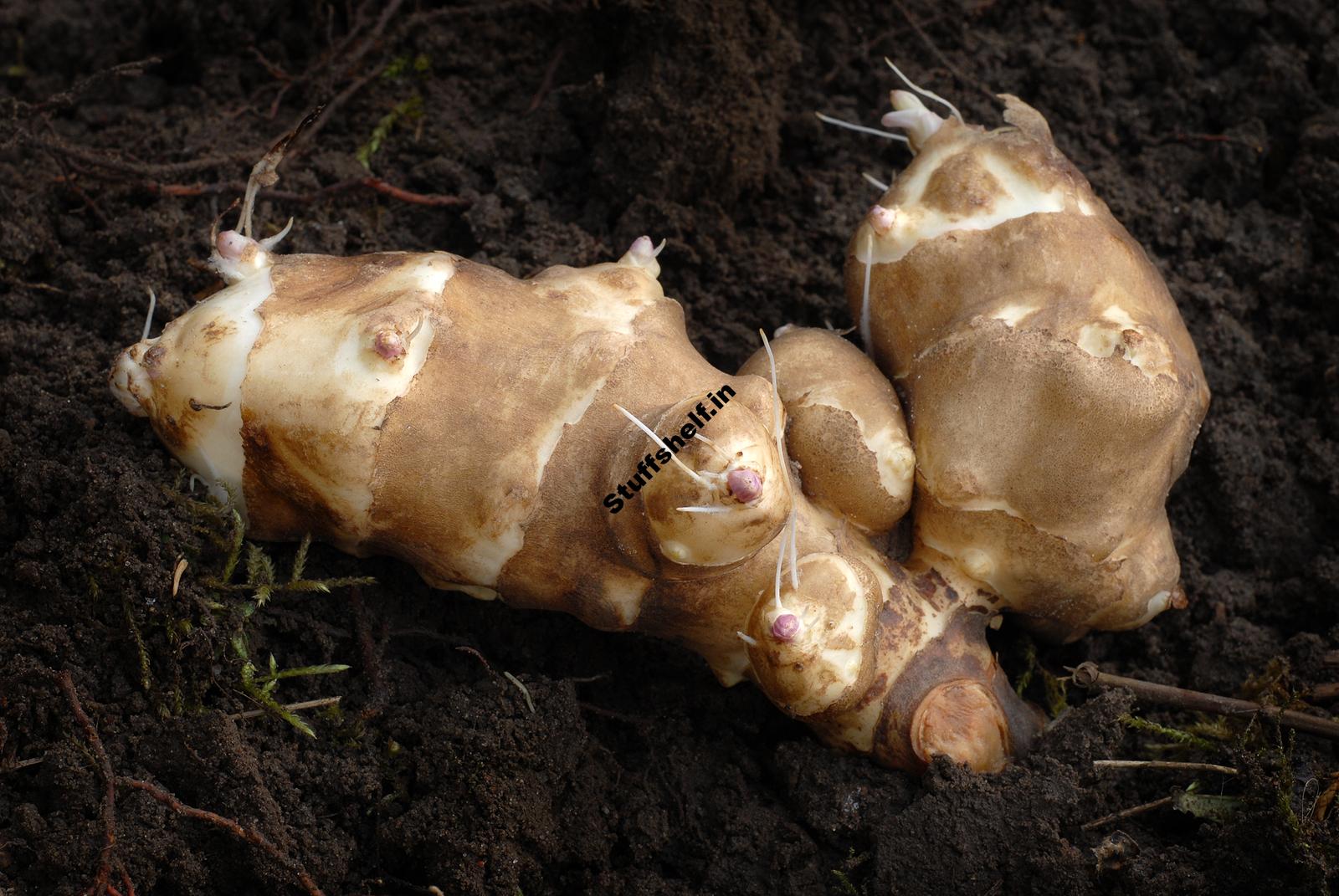 When to Plant Jerusalem Artichokes – Sunchokes