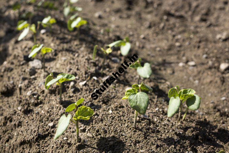 When to Plant Okra Harvest to Table