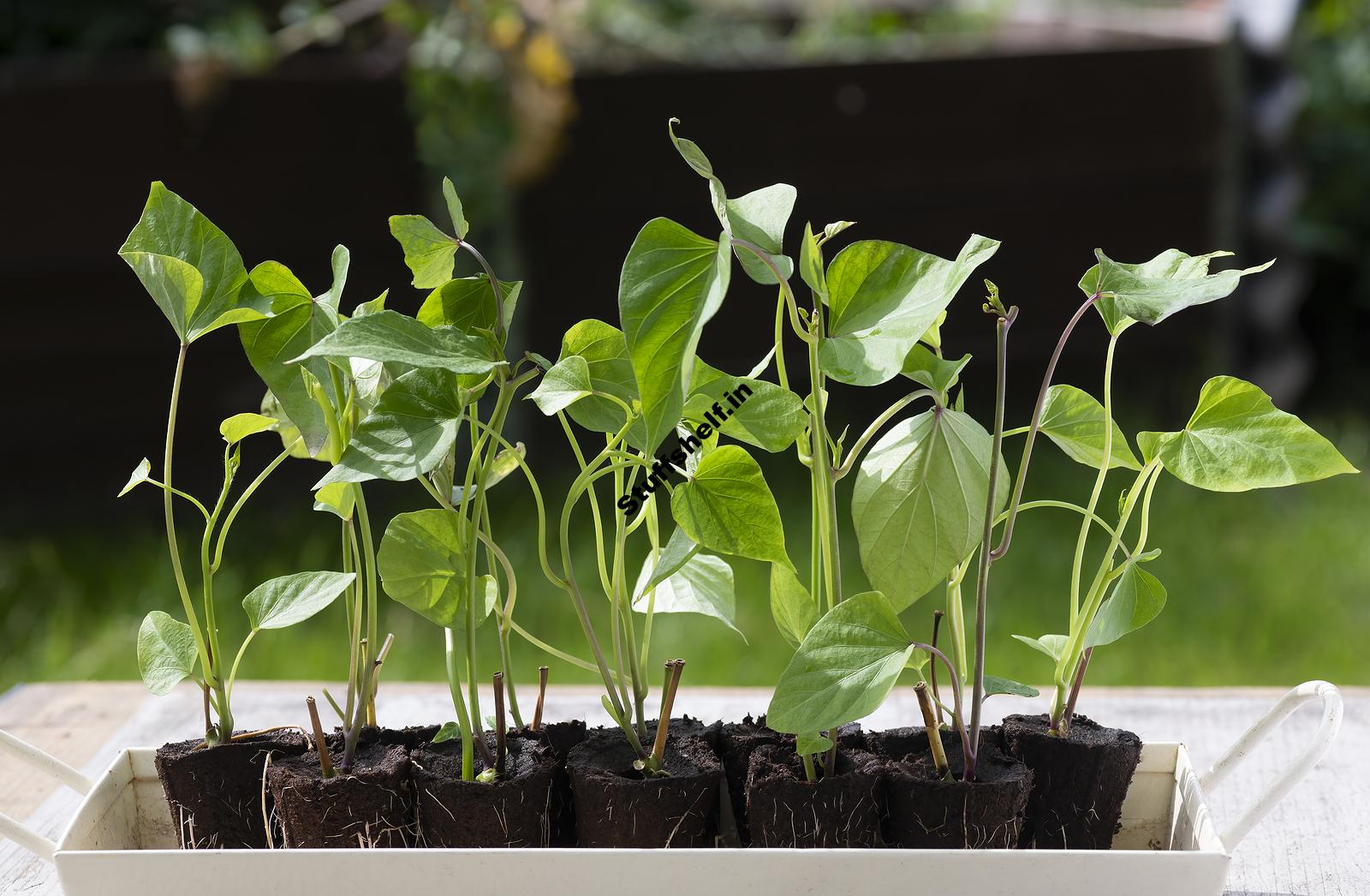 When to Plant Sweet Potatoes